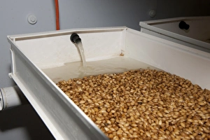 Barley (Hordeum vulgare) hydroponic growing system crop, solution of water and nutrients flowing over seeds
