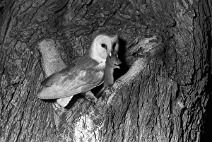 Owls Prints: Barn owl taken with a flash bulb 1936. Eyke Suffolk by Eric Hosking