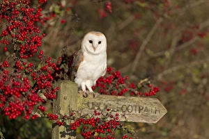 Captive Prints: Barn Owl (Tyto alba) adult, perched on Public Footpath sign amongst Common Hawthorn (Crategus monogyna) berries