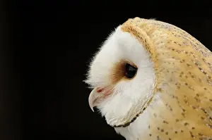 Bill Prints: Barn Owl (Tyto alba) adult, close-up of head (captive)