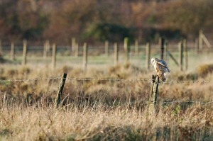 Wire Prints: Barn Owl (Tyto alba) adult, drying wings
