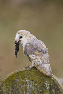 Rodent Prints: Barn Owl (Tyto alba) adult, with Field Vole (Microtus agrestis) prey in beak