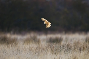 Barn Owl (Tyto alba) adult, in flight, hunting over rough grassland, Pilling Moss, The Fylde, Lancashire, England