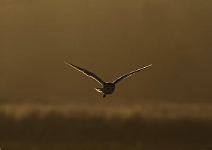 Barn Owl (Tyto alba) adult, in flight, backlit, hunting at dusk, Norfolk, England, February