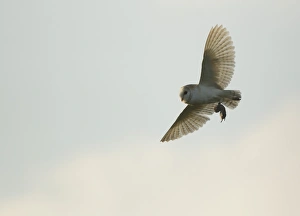 Vole Prints: Barn Owl (Tyto alba) adult, in flight, with vole prey in talons, Derbyshire, England, june
