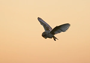 Hunts Prints: Barn Owl (Tyto alba) adult, in flight, hunting at dusk, North Norfolk, England, summer