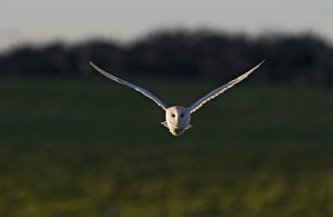Hunts Prints: Barn Owl (Tyto alba) adult, in flight, hunting, North Norfolk, England, december