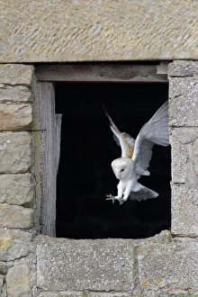 Barn Owl (Tyto alba) adult, in flight, landing in barn window, North Yorkshire, England, august (captive)