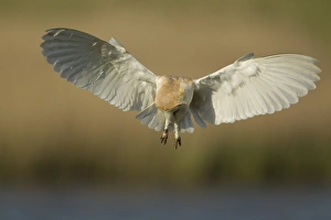 Hunts Prints: Barn Owl (Tyto alba) adult, in flight, hunting at dawn, Lincolnshire, England, May