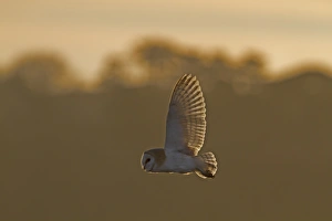 Reedbed Prints: Barn Owl (Tyto alba) adult, in flight