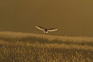 Barn Owl (Tyto alba) adult, in flight, backlit, hunting over reedbed habitat at dusk, Norfolk, England, February