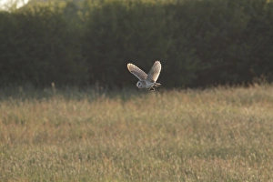 Barn Owl (Tyto alba) adult, in flight, with vole prey in talons, hunting over farmland in evening sunlight