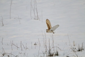 Hunts Prints: Barn Owl (Tyto alba) adult, in flight, hunting over snow, England, March