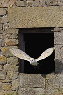 Barn Owl (Tyto alba) adult, in flight through barn window, North Yorkshire, England, august (captive)