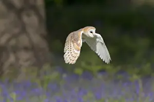 Owls Prints: Barn Owl (Tyto alba) adult, in flight over Bluebell (Hyacinthoides non-scripta) flowers