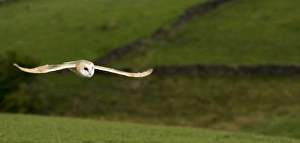 Owls Prints: Barn Owl (Tyto alba) adult, in flight over farmland, Yorkshire, England, August (captive)