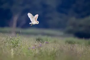 Hunts Prints: Barn Owl (Tyto alba) adult, in flight over grazing marsh habitat, Suffolk, England, June