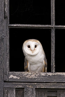 Window Prints: Barn Owl (Tyto alba) adult, looking out from barn window, Suffolk, England, May (captive)
