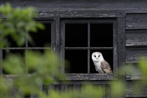 Barn Owl (Tyto alba) adult, looking out from barn window, Suffolk, England, May (captive)