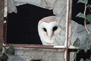 Window Prints: Barn Owl (Tyto alba) adult, looking out from broken glass at window