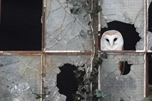 Barn Owl (Tyto alba) adult, looking out from broken glass at window, Gloucestershire, England, january (captive)