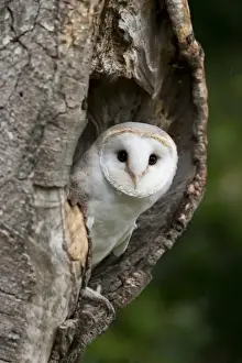 Hollow Prints: Barn Owl (Tyto alba) adult, looking out from hollow tree trunk