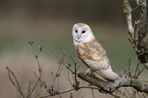 Elder Prints: Barn Owl (Tyto alba) adult male