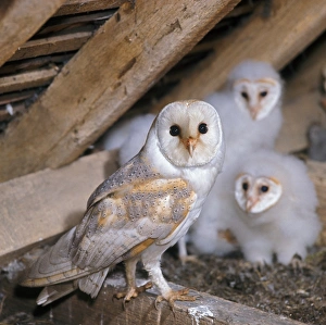 Nest Prints: Barn Owl (Tyto alba) adult, at nest with young, in barn, England