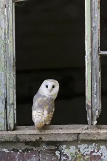 Barn Owl (Tyto alba) adult, perched on barn window sill, England, August (captive)