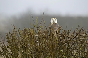 Fogs Prints: Barn Owl (Tyto alba) adult, perched on cut hedge in fog, Leicestershire, England, march