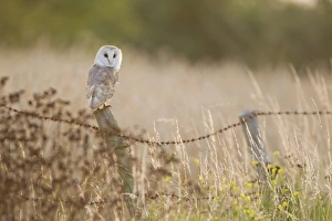 Wire Prints: Barn Owl (Tyto alba) adult, perched on fencepost, Suffolk, England, July