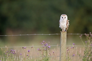 Barn Owl (Tyto alba) adult, perched on fencepost, Suffolk, England, July