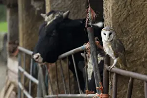 Farmyards Prints: Barn Owl (Tyto alba) adult, perched on gate in old cattle barn