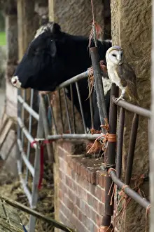Barn Owl (Tyto alba) adult, perched on gate in old cattle barn, Sheffield, South Yorkshire, England, november (captive)