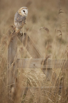 Gates Prints: Barn Owl (Tyto alba) adult, perched on gate in reedbed, Lincolnshire, England, March
