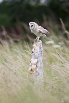 Barn Owl (Tyto alba) adult, perched on gravestone, Suffolk, England, July