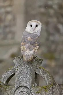 Barn Owl (Tyto alba) adult, perched on gravestone in churchyard, Suffolk, England, October (captive)