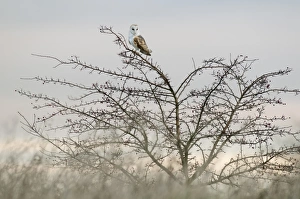 Sun Rise Prints: Barn Owl (Tyto alba) adult, perched in hawthorn at dawn