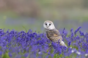Barn Owl (Tyto alba) adult, perched on log amongst Bluebell (Hyacinthoides non-scripta) flowers, Suffolk, England