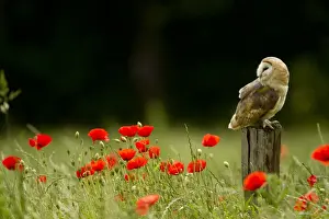 Poppies Prints: Barn Owl (Tyto alba) adult, perched on post in field amongst flowering poppies