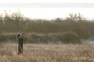 Sun Rise Prints: Barn Owl (Tyto alba) adult, perched on post in rough grassland habitat at sunrise