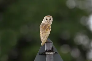 Owls Prints: Barn Owl (Tyto alba) adult, perched on roadsign during daylight, Norfolk, England, June