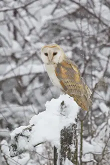 Snowing Prints: Barn Owl (Tyto alba) adult, perched on snow covered fencepost during snowfall