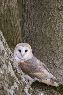 Berkshire Prints: Barn Owl (Tyto alba) adult, perched in tree, Berkshire, England, April (captive)