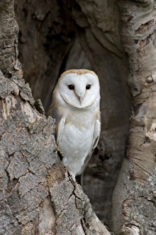 Owls Prints: Barn Owl (Tyto alba) adult, perched in tree hollow, Suffolk, England, May (captive)