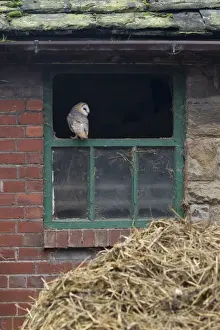 Window Prints: Barn Owl (Tyto alba) adult, perched at window in old barn