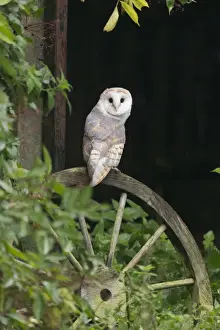 Wheels Prints: Barn Owl (Tyto alba) adult, perched on wooden cart wheel