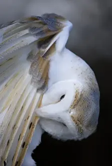 Feather Prints: Barn Owl (Tyto alba) adult, preening wing feathers, England, february (captive)