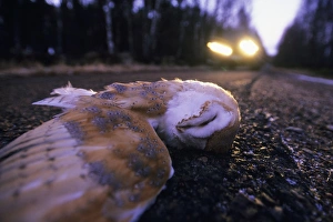 Cars Prints: Barn Owl (Tyto alba) adult, roadkill casualty, dead on road at dusk, England, winter