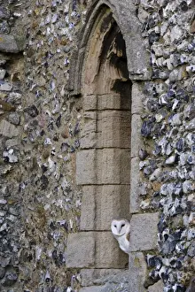 Window Prints: Barn Owl (Tyto alba) adult, roosting in church window